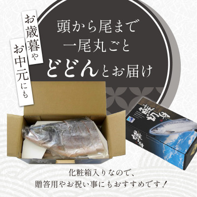 大手百貨店も扱う「新巻鮭姿切身」メス 約2.0kg(4分割) 鮭切り身