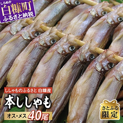 【さとふる限定】しらぬか産 本ししゃも 【数量限定】計40尾