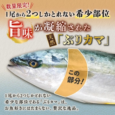 天然 極寒ブリ ぶりカマ 1kg (4切)