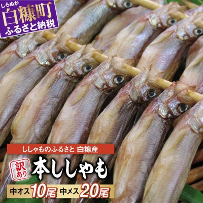 しらぬか産 本ししゃも 【訳あり】中オス10尾・中メス20尾