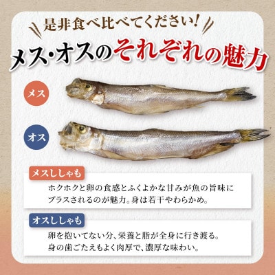 しらぬか産 本ししゃも 【訳あり】中オス10尾・中メス20尾