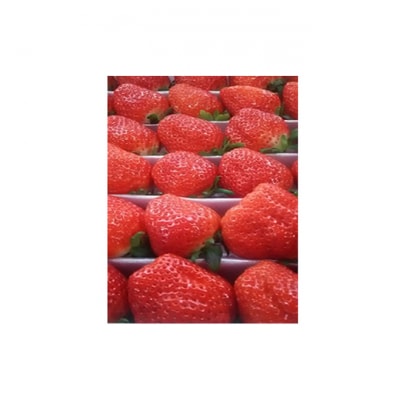 さぬきひめ苺　つる付き約1kg [54010110]