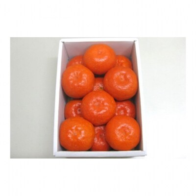 温室 小原紅 早生 みかん 約1.2kg 化粧箱 [54010203]