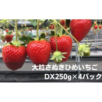 大粒さぬきひめいちご　DX250g×4パック [54010205]