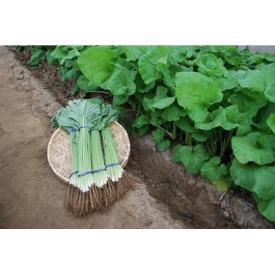 八尾若ごぼう(A113)