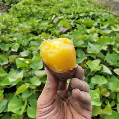 ブランドさつまいも「大阪夢シルク」5kg(B319)