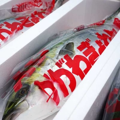 活け〆オリーブぶり1本(一本丸ごと)【12月頃から出荷開始!】【D-511】