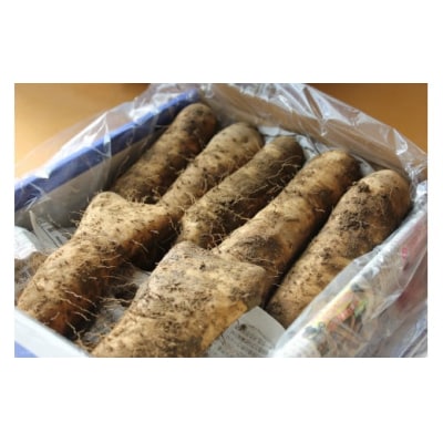 大和芋　2kg