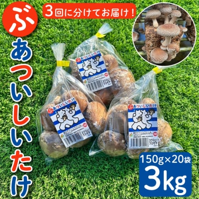 国分グリーンファームの採れたて「ぶあついしいたけ」(約1kg×3回)