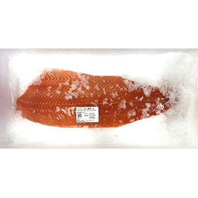 生スカーレットサーモン(アトランティックサーモン)　1000g以上