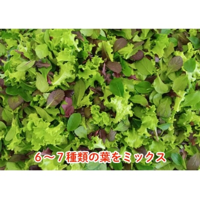 はーとふる農園熊谷　ベビーリーフMIX(50g×5袋)