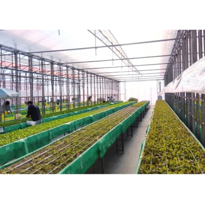 はーとふる農園熊谷　ベビーリーフMIX(50g×10袋)