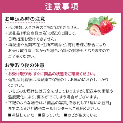 【先行予約】朝摘みいちご「とちおとめ」約500g(250g×2)【2025年12月下旬以降順次発送】