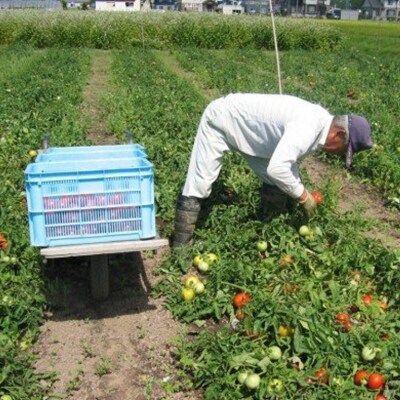 契約農家が露地栽培した完熟トマトジュース〔加塩〕190g×90缶