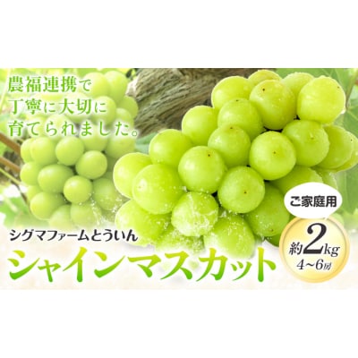 【先行予約】ご家庭用 シャインマスカット 約2kg 4~6房 株式会社シグマサポート