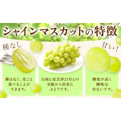 【先行予約】ご家庭用 シャインマスカット 約2kg 4~6房 株式会社シグマサポート
