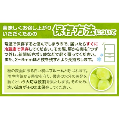 【先行予約】ご家庭用 シャインマスカット 約2kg 4~6房 株式会社シグマサポート