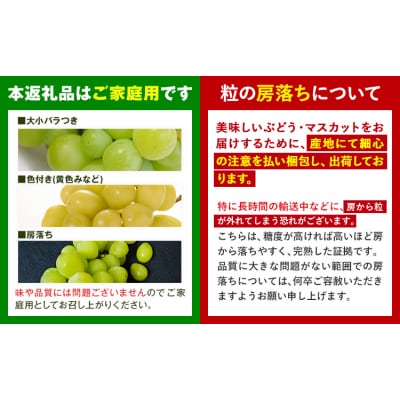 【先行予約】ご家庭用 シャインマスカット 約2kg 4~6房 株式会社シグマサポート