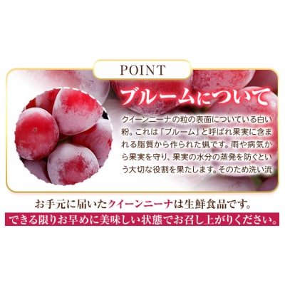 ぶどう【先行予約】クイーンニーナ 約900g 株式会社シグマサポート