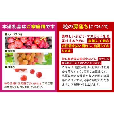 ぶどう【先行予約】クイーンニーナ 約900g 株式会社シグマサポート