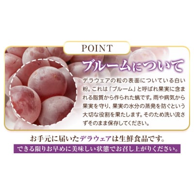 ご家庭用 デラウェア 約2kg 株式会社シグマサポート《8月上旬-8月下旬頃出荷》