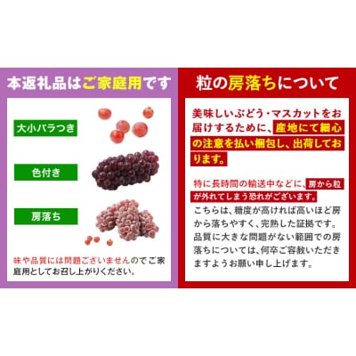 ご家庭用 デラウェア 約2kg 株式会社シグマサポート《8月上旬-8月下旬頃出荷》