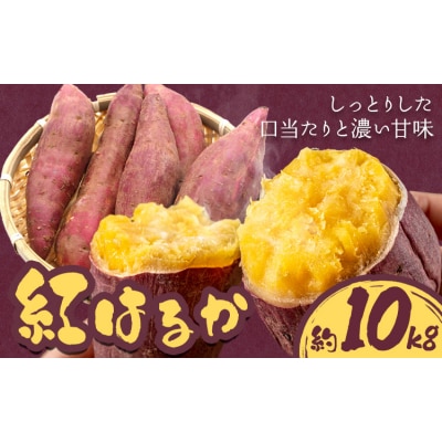 さつまいも 紅はるか 約10kg 株式会社シグマサポート《2026年10月中旬-12月中旬頃出荷》