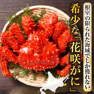 【北海道根室産】花咲がに600g前後×2尾 B-20001