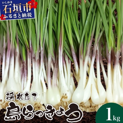≪2026年2月下旬～5月下旬発送≫採れたて島らっきょう 1kg