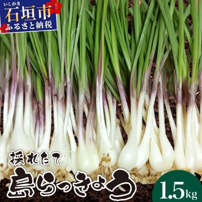 ≪2026年2月下旬～5月下旬発送≫採れたて島らっきょう 1.5kg