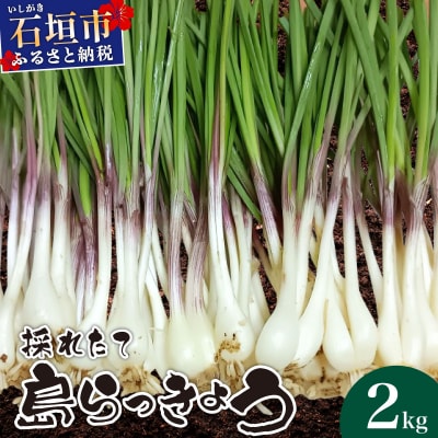 ≪2026年2月下旬～5月下旬発送≫採れたて島らっきょう 2kg