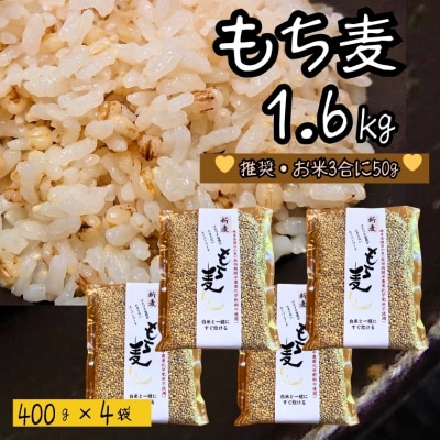 もち麦 【1.6kg】 そのままごはんと一緒にすぐ炊ける 8ぶづき G15-11  
