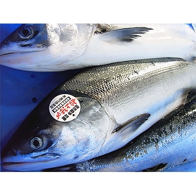 釧路町昆布森産 船上活〆 時鮭 ときしらず 切り身 3切入2パック お礼品詳細 ふるさと納税なら さとふる