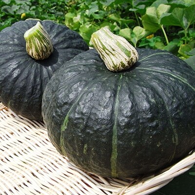 野菜王国 釧路町産 濃厚な味わい!【かぼちゃ】5kg