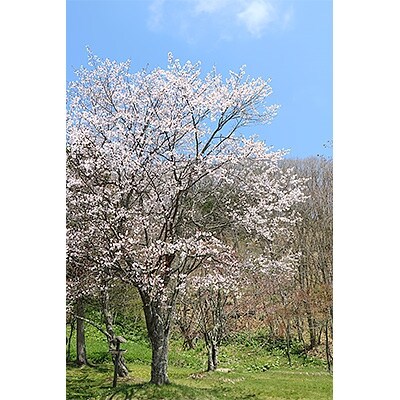 北海道釧路町の桜の木 1本 のオーナー権及びオーナー証 お礼品詳細 ふるさと納税なら さとふる