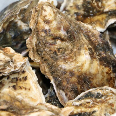北海道仙鳳趾産 活殻かき≪90～140g≫ ×30コ＜受付終了間近!12月15日受付分まで年内配送＞