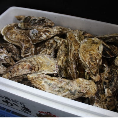 北海道仙鳳趾産 活殻かき≪90～140g≫ ×30コ＜受付終了間近!12月15日受付分まで年内配送＞