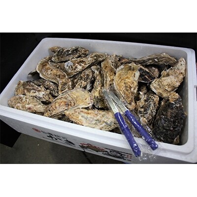 北海道仙鳳趾産 活殻かき≪90～140g≫×80コ＜受付終了間近!12月15日受付分まで年内配送＞