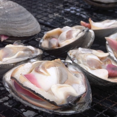 仙鳳趾産 活ホッキ貝(140～160g×15個)＜2021年11月～12月発送＞