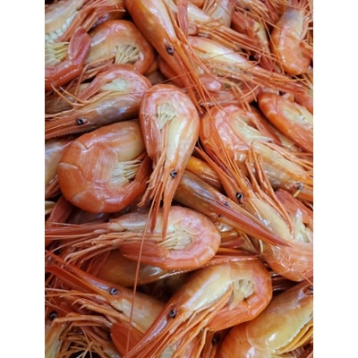 昆布森産　北海シマエビ(特大)浜ゆで&急速冷凍(17～19尾　計500g)＜2021年9月発送＞