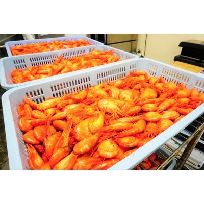 昆布森産　北海シマエビ(特大)浜ゆで&急速冷凍(17～19尾　計500g)＜2021年9月発送＞