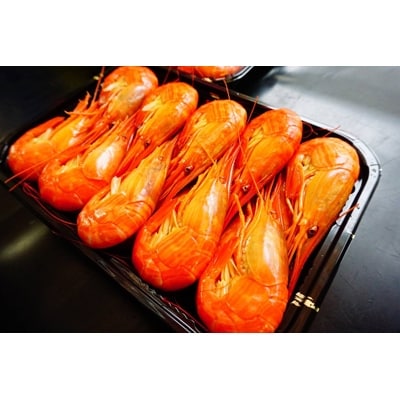 昆布森産　北海シマエビ(特大)浜ゆで&急速冷凍(17～19尾　計500g)＜2021年9月発送＞