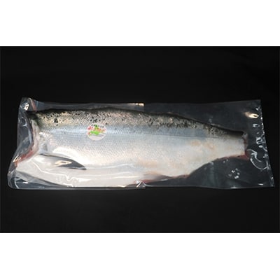 昆布森産限定活〆　トキシラズ(半身 1～1.5kg)<昆布森沖定置網><2021年6月発送>