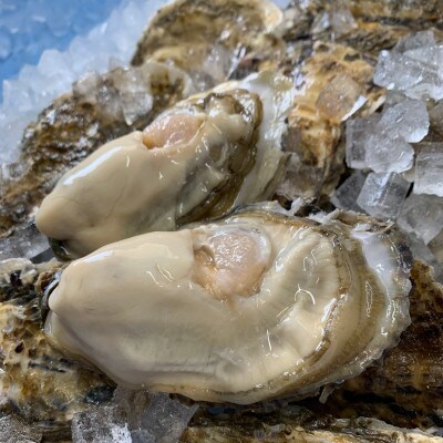 【2025年発送】仙鳳趾 牡蠣 100g～149g×25個+カキナイフ&昆布　K1-2