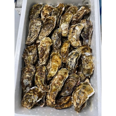 【先行受付】仙鳳趾 牡蠣 100g~149g×70個<2023年5月中旬から順次発送>K5-4