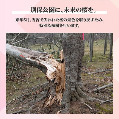 【返礼品なし】桜を雪害から復活させたい「日本一遅い桜まつり」応援寄附(1口1,000,000円)