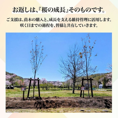 【返礼品なし】桜を雪害から復活させたい「日本一遅い桜まつり」応援寄附(1口1,000,000円)