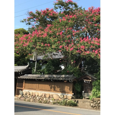 町田屋旅館 ご宿泊利用券 1名様(1泊素泊まり)