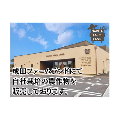 成田市産　さつまいも(紅はるか) [54020538]