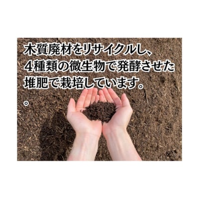 成田市産　さつまいも(紅はるか) [54020538]